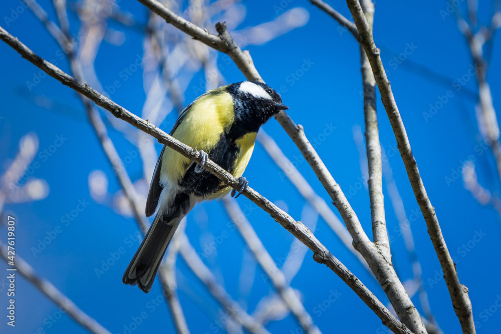 Fototapeta premium Meise im Frühling
