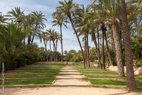 Valencian Community, El Palmeral Park of Alicante by the Mediterranean Sea Spain