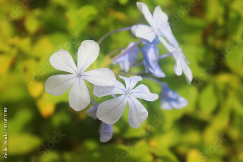 Closeup shot of a blue Phlox flower blossom, beautiful flower blooming on the wild beach on the Playa del Carmen, Riviera Maya, Quintana Roo, Mexico. Floral beautiful background. Soft selective focus