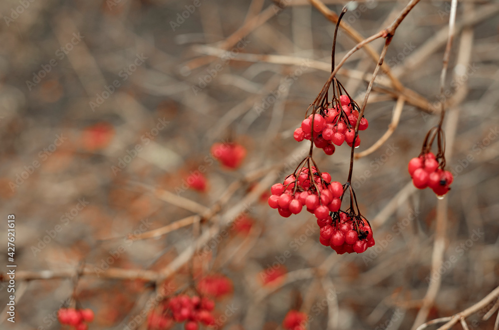 red rowan on a gray background. Winter berries on a branch. Favorite delicacy of birds red rowan on a gray background. Winter berries on a branch. Favorite delicacy of birds