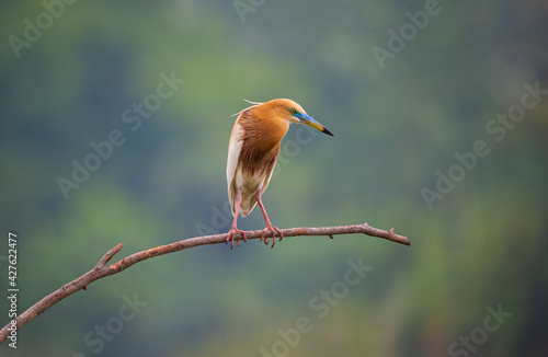 A brown bird standing on tree stick over the river.