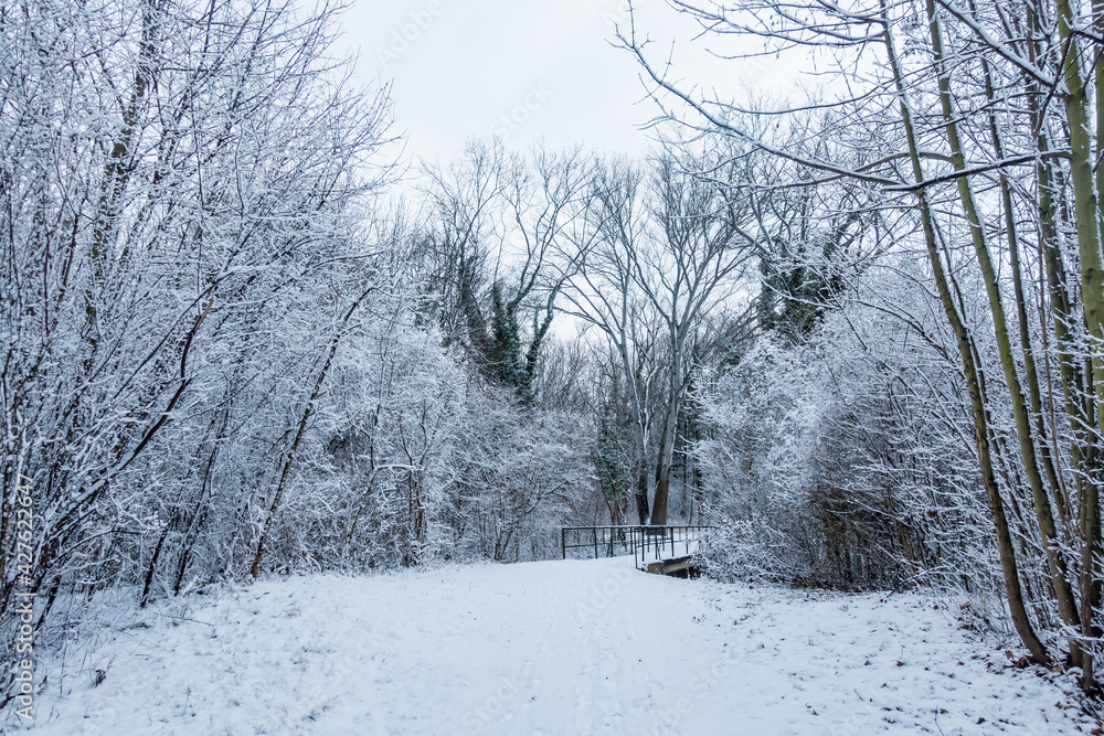 Obraz premium Winterwald