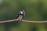 Pied kingfisher standing on tree stick over the river.