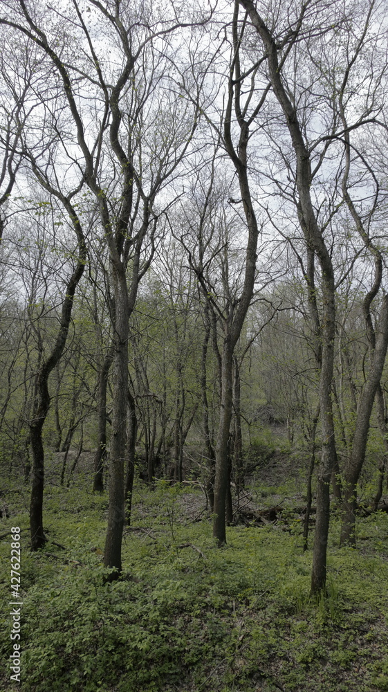 trees in the forest