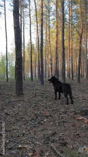 dog in the forest