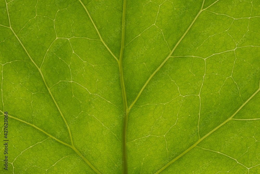 background texture green leaf structure macro photography background texture green leaf structure macro photography