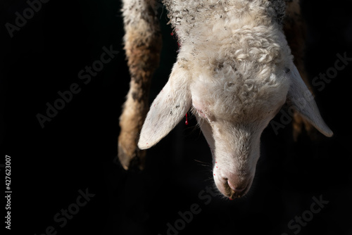 Close-up and detail of a lamb that is traditionally slaughtered. The head and forefeet hang down in front of a dark background. photo