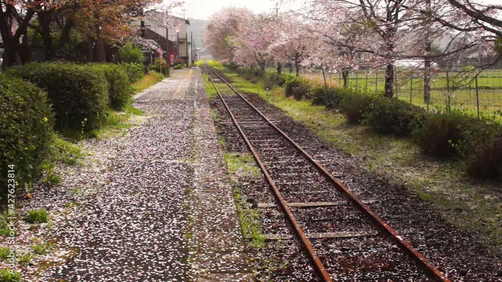 無人駅に舞う桜吹雪 長陽駅 無人駅に舞う桜吹雪 長陽駅