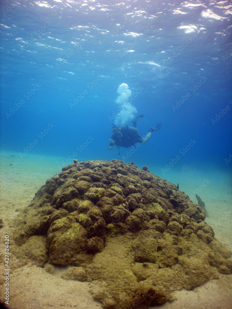 Fototapeta premium coral reef , underwater , caribbean sea , Venezuela