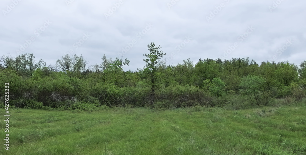 Obraz premium grass and sky