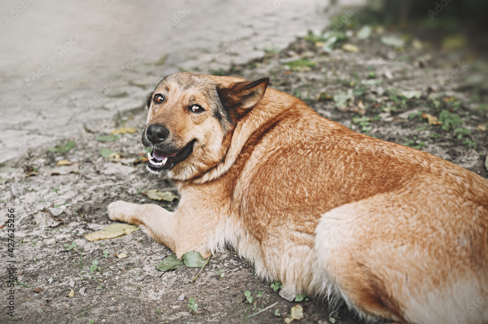 Beautiful dog background. A brown fat mongrel dog is resting in the garden and watching for the camera. Beautiful dog background. A brown fat mongrel dog is resting in the garden and watching for the camera.