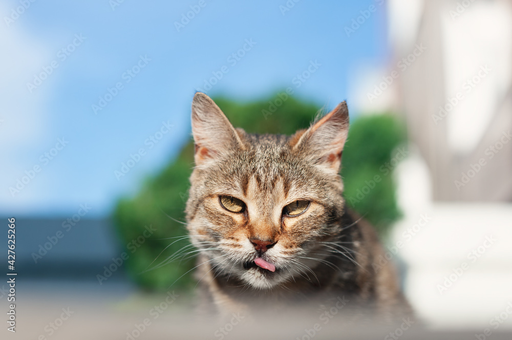 Portrait of an angry cat. A short-haired tabby cat with yellow eyes looks at the camera and shows tongue.