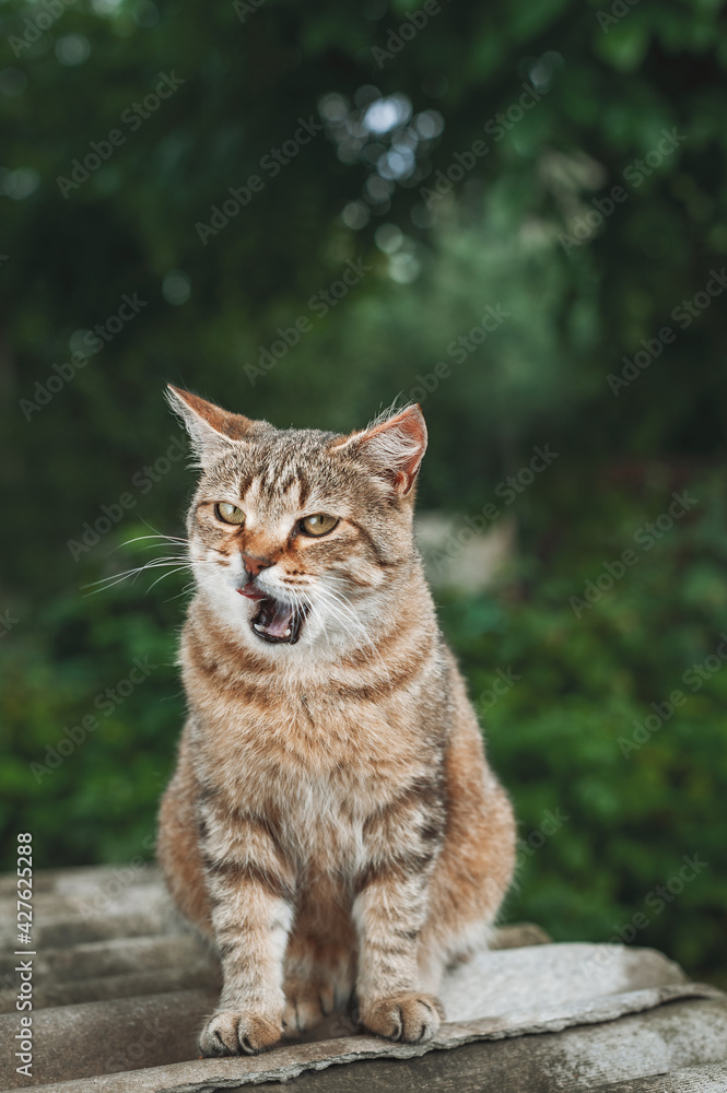 Beautiful funny brownish-white tabby cat with an open mouth.