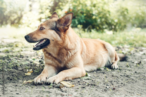 Brown big mongrel dog lying outdoors on the ground. © Silver