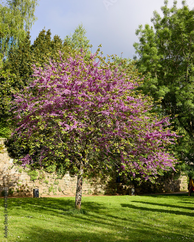 Tree with many colored flowers in a park