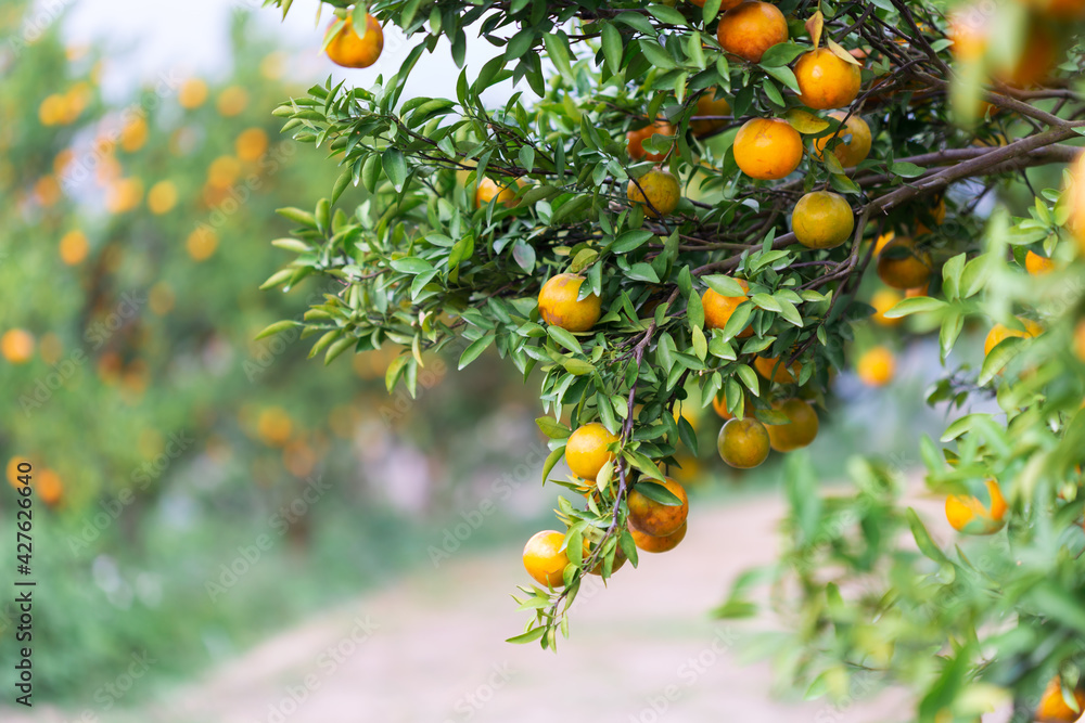 Male farmer harvest picking fruits in orange orchard.orange tree Male farmer harvest picking fruits in orange orchard.orange tree