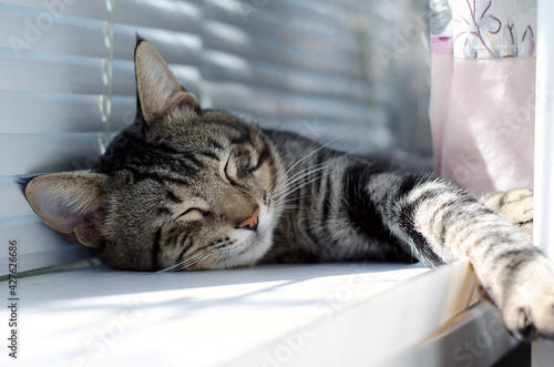 Fototapeta Naklejka Na Ścianę i Meble -  the cat sleeps on the windowsill