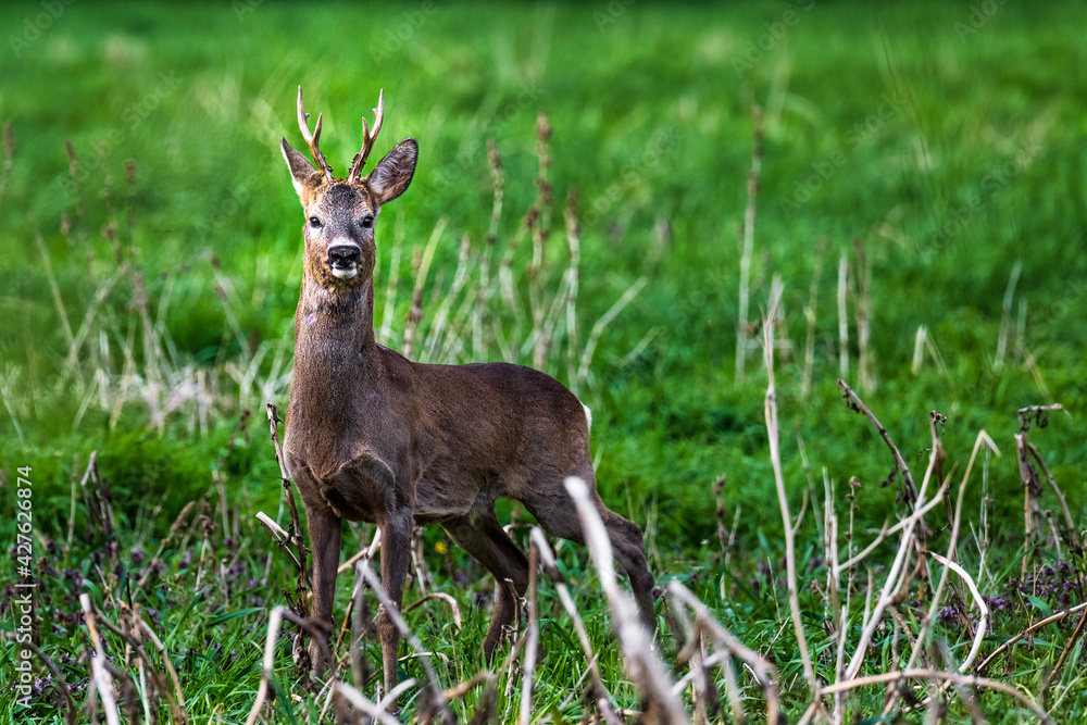 Rehe Rehe