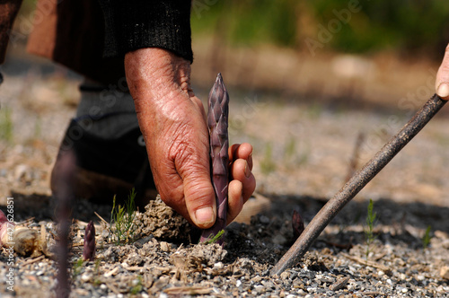 hand picking of purple asparagus called asparago viola di Albenga in Liguria in Italy isolated on white background