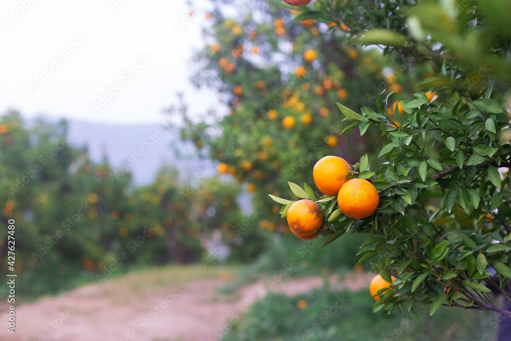 Male farmer harvest picking fruits in orange orchard.orange tree Male farmer harvest picking fruits in orange orchard.orange tree