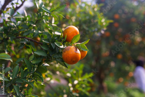 Male farmer harvest picking fruits in orange orchard.orange tree