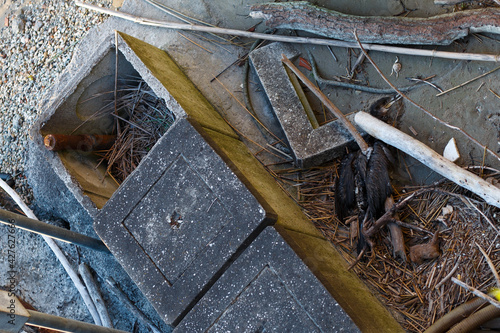 Pieces of a boat broken on rocks at a beach, black albatross trapped in the ruins, did not survive.