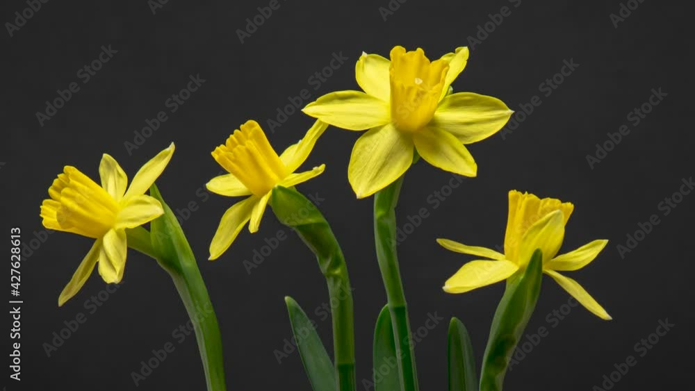 4K Time Lapse of flowering daffodil flower on dark background. Timelapse of opening yellow narcissus. 4K Time Lapse of flowering daffodil flower on dark background. Timelapse of opening yellow narcissus.
