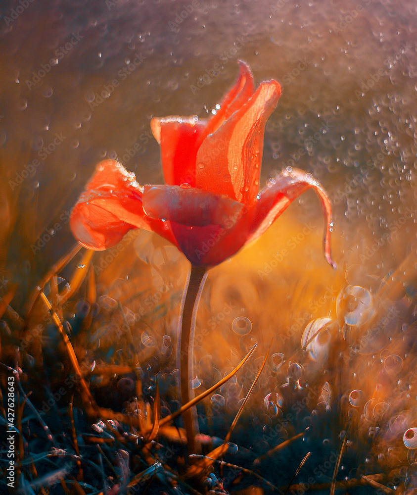 Tulipan czerwony botaniczny "van tubergen's variety" Red flower in dew - obrazy, fototapety, plakaty 