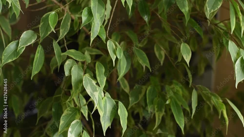 Ficus benjamin close-up.Slow motion.The concept of home gardening and care of indoor plants. Urban jungle, biophilia concept. Ficus benjamin close-up.Slow motion.The concept of home gardening and care of indoor plants. Urban jungle, biophilia concept.