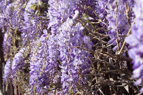 Beautiful delicate flowers of Chinese wisteria (Wisteria sinensis)