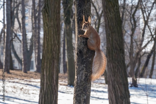 squirrel on a tree © Александр Мелешко