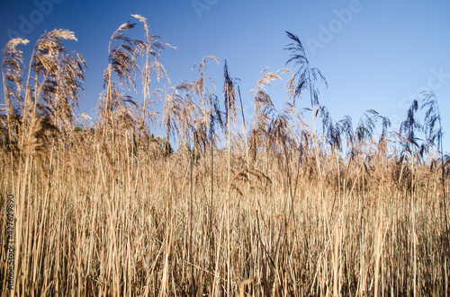 Panoramic view of reeds, Kazdanga, Latvia.