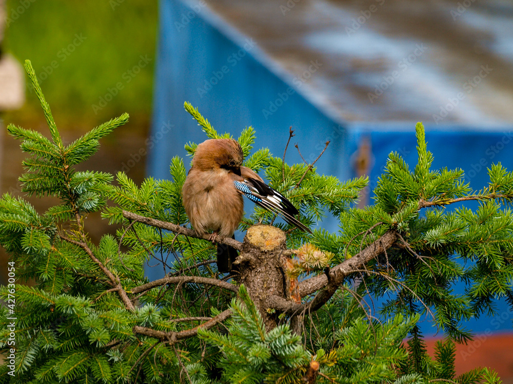 Obraz premium Eurasian jay on a branch