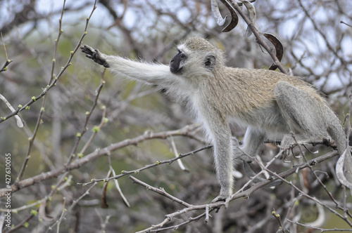 Photography Closeup shot of a vervet monkey (Chlorocebus pygerythrus) reaching for a branch
