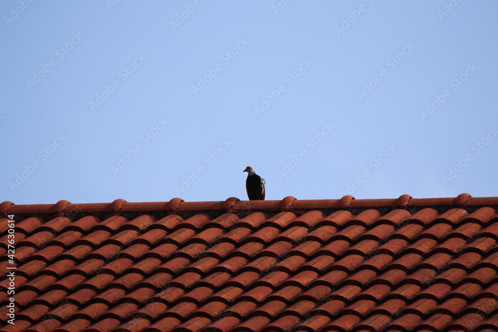 Fototapeta premium A pigeon perched on the roof tiles orange color alone