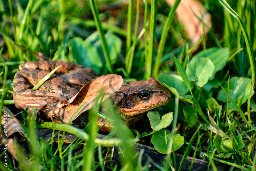 Frog in the grass Frog in the grass