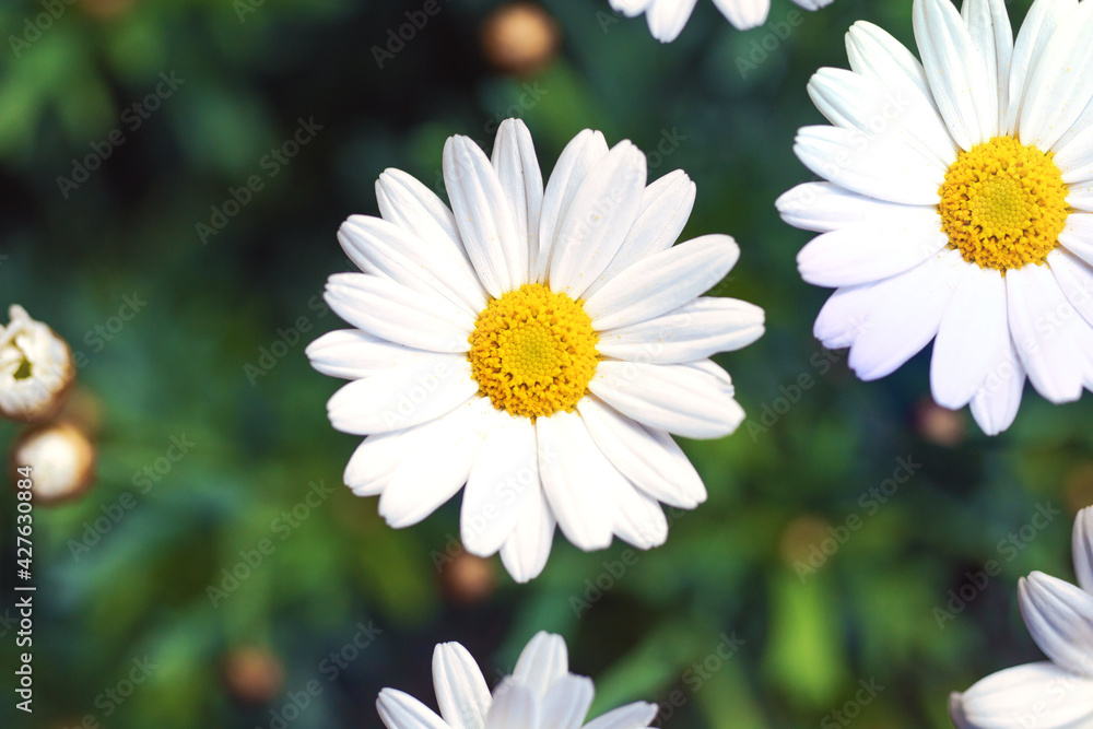 Fototapeta premium White Daisy flowers, Chamomiles background top view, spring nature,flowers background modern design