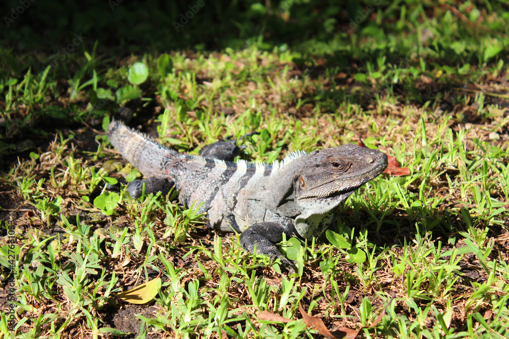 Obraz premium Mexican iguana ( black spiny-tailed iguana, black iguana) basking in sun on the green grass in Playa del Carmen, Riviera Maya, Quintana Roo, Mexico