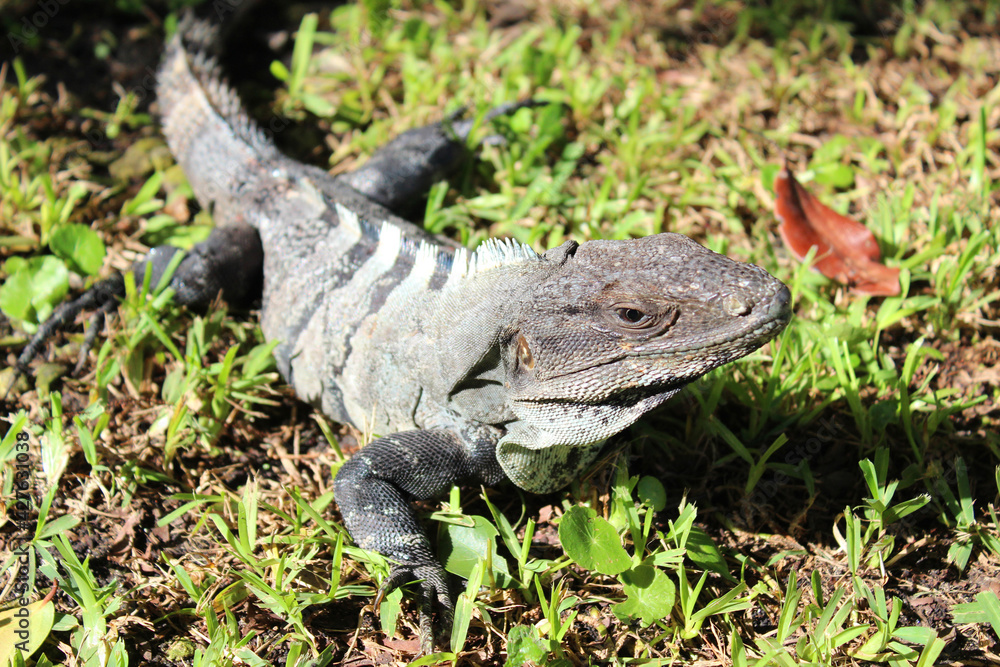 Obraz premium Mexican black iguana ( black spiny-tailed iguana) basking on the sun on the green grass in Playa del Carmen, Riviera Maya, Quintana Roo, Mexico