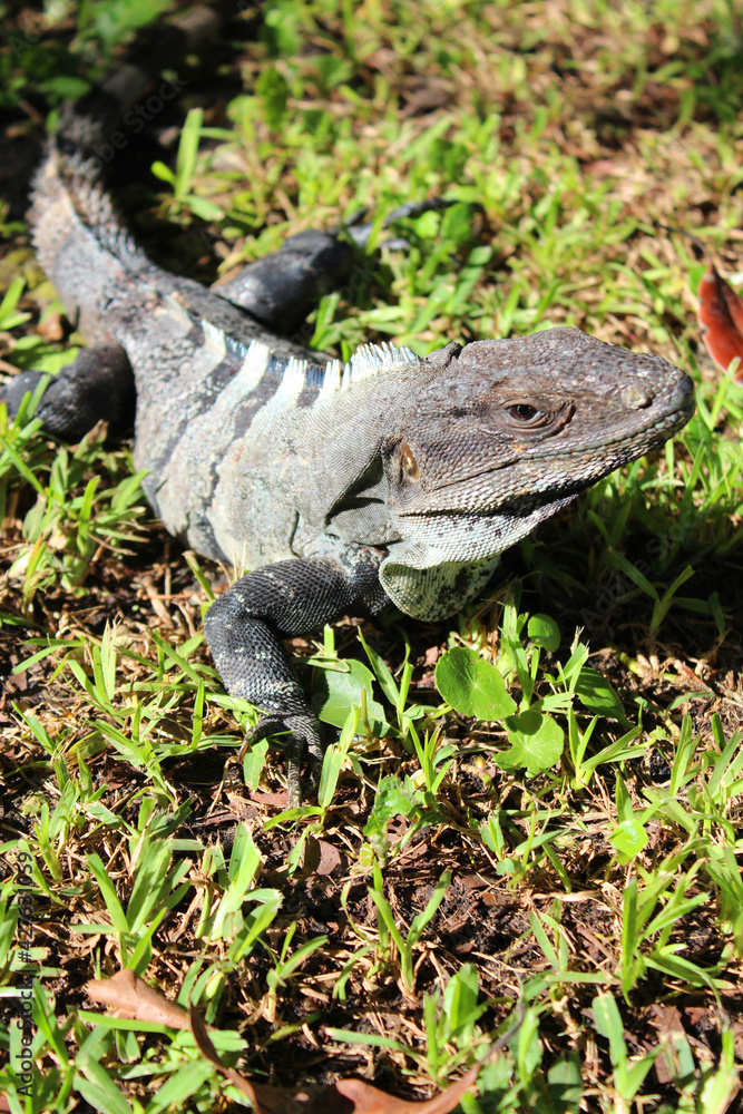 Mexican iguana ( black spiny-tailed iguana, black iguana) basking in sun on the green grass in Playa del Carmen, Riviera Maya, Quintana Roo, Mexico Mexican iguana ( black spiny-tailed iguana, black iguana) basking in sun on the green grass in Playa del Carmen, Riviera Maya, Quintana Roo, Mexico