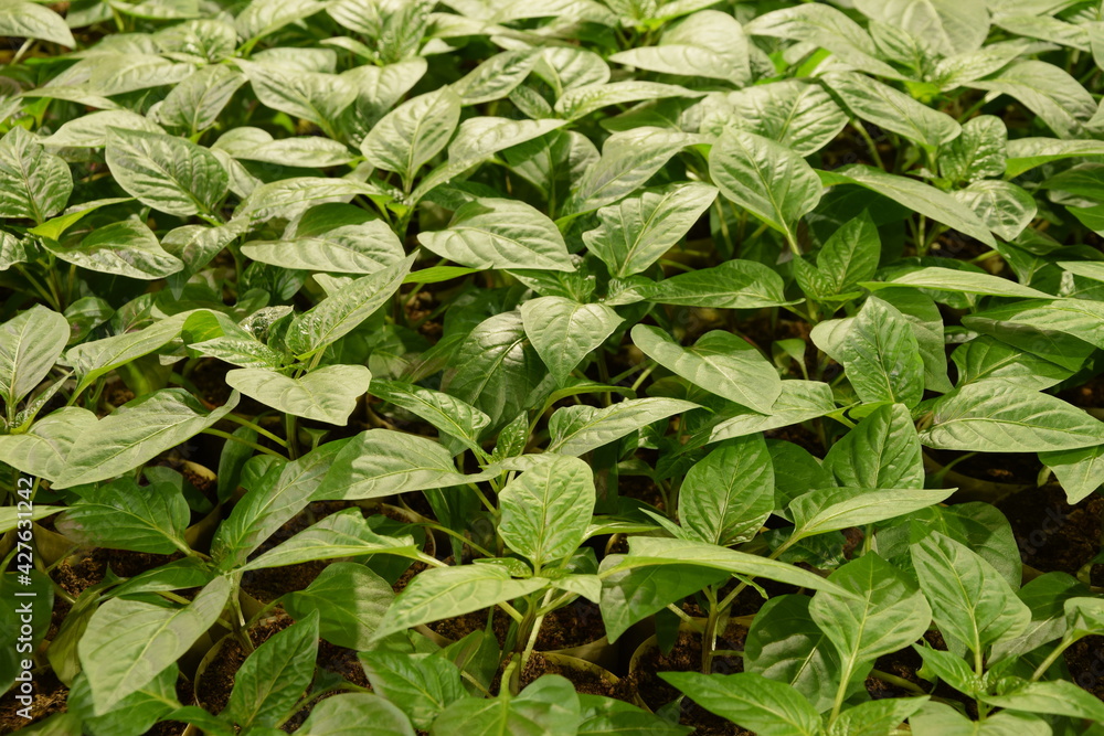 Pepper seedlings for grreenhouse pepper production, young organic seedlings
Pepper seedlings for grreenhouse pepper production, young organic seedlings