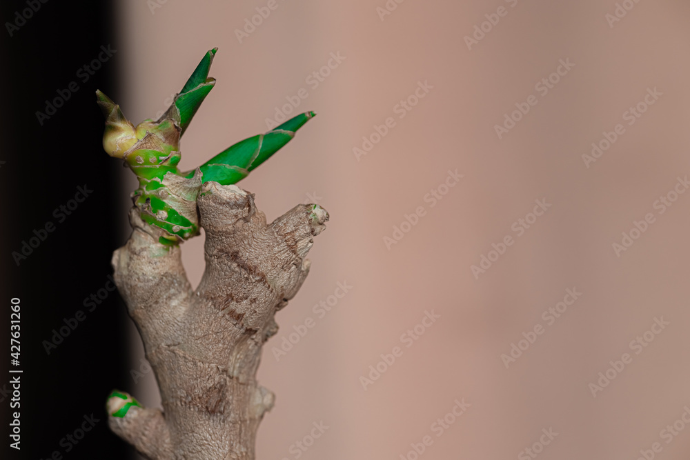 Obraz premium Dry wrinkled ginger root sprouted in small green sprouts against a light warm orange bokeh background. Close-up. Place for text