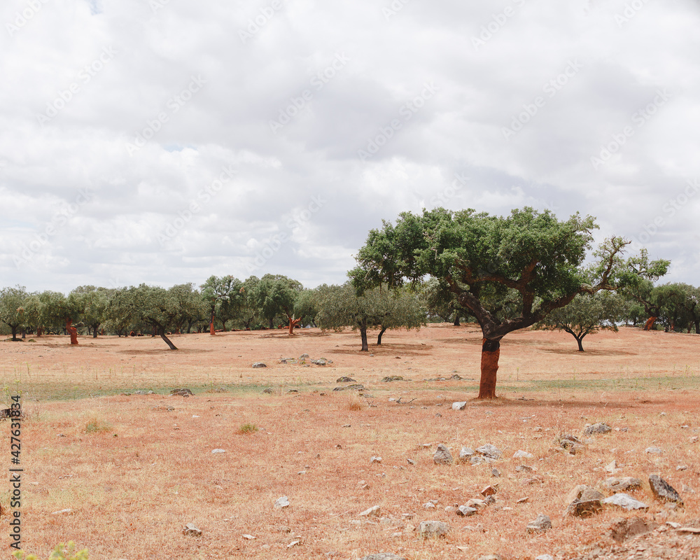 Fototapeta premium Olive trees in Alentejo, Portugal