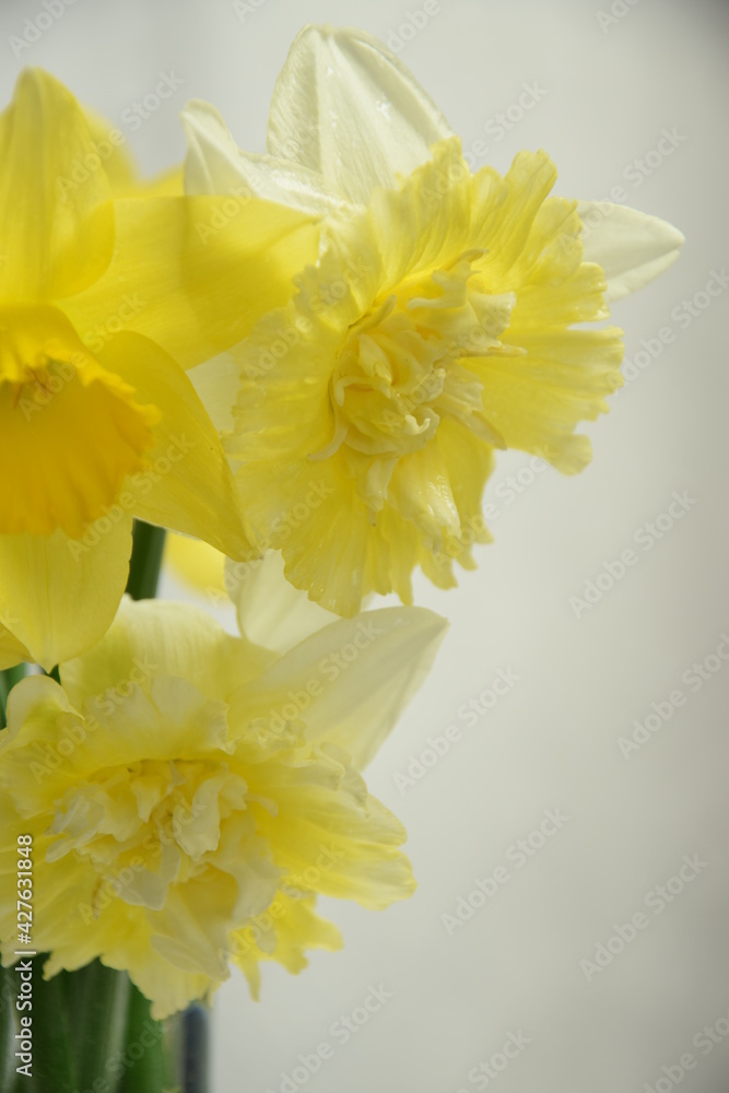 Fototapeta premium Daffodils bouquet for background with a copy space