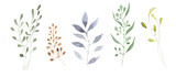 Hand painted watercolor Botanical Set. Collection of isolated wild herbs on white background