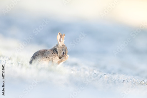 Rabbit on frosty morning