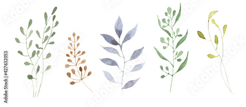 Hand painted watercolor Botanical Set. Collection of isolated wild herbs on white background