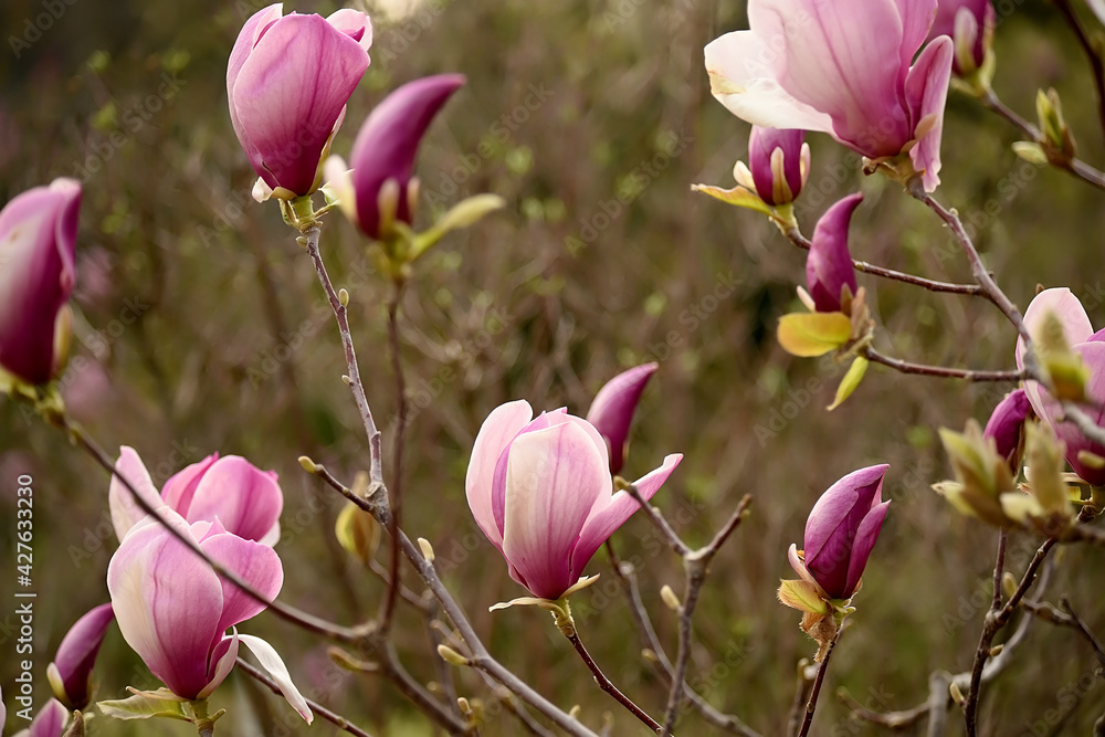Delicate light floral background of pink magnolia flowers. natural floral background
Delicate light floral background of pink magnolia flowers. natural floral background