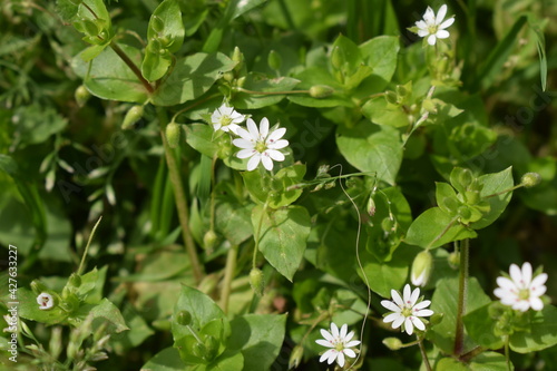 Common chickweed (Stellaria media) with small white flowers photo