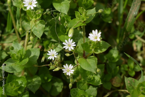 Common chickweed (Stellaria media) with small white flowers